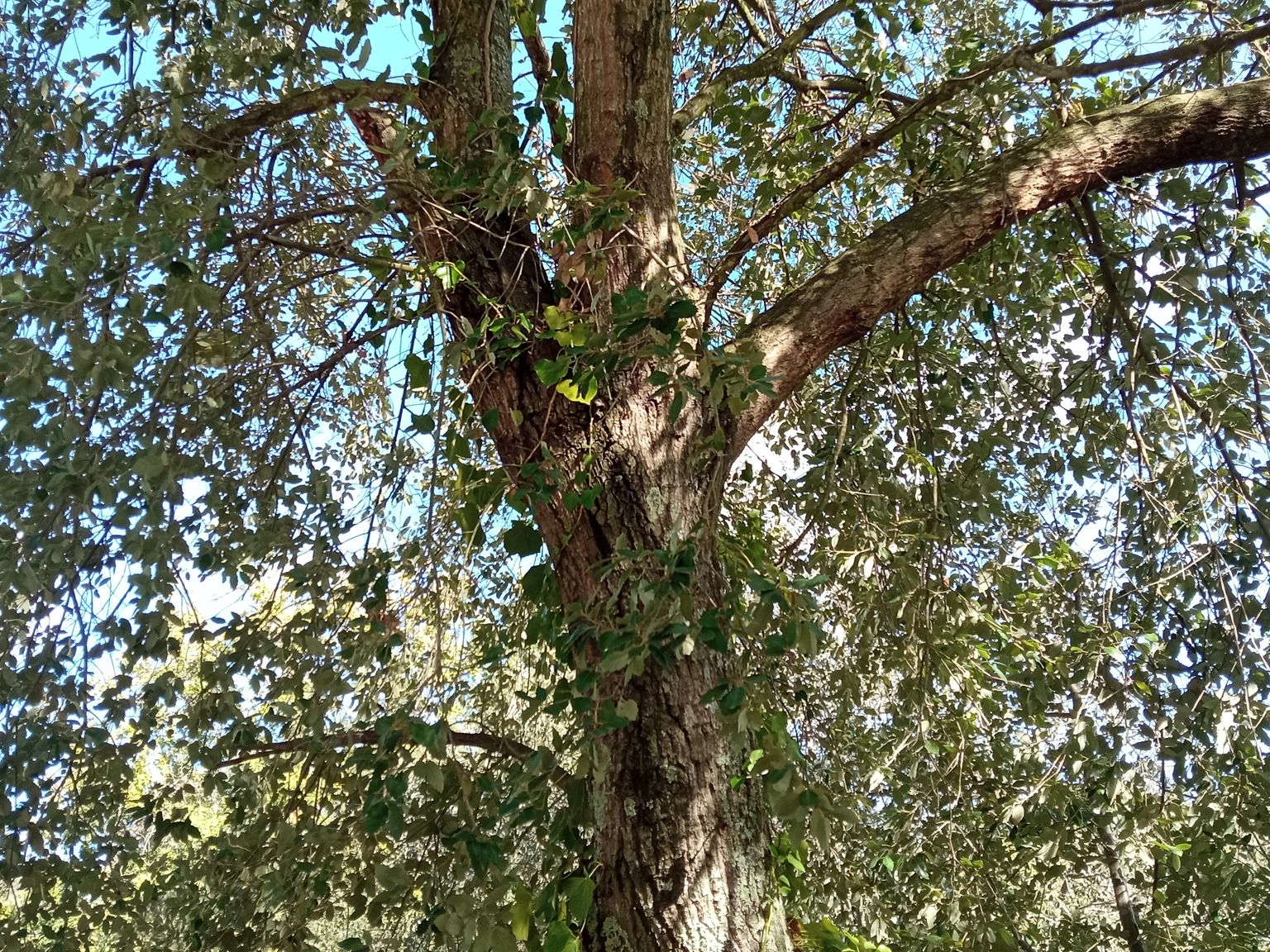 Quercus ×avellaniformis morisii