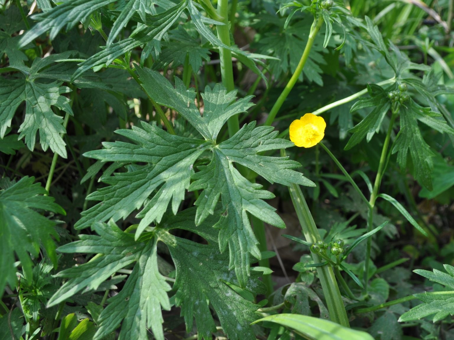 Ranunculus acris despectus