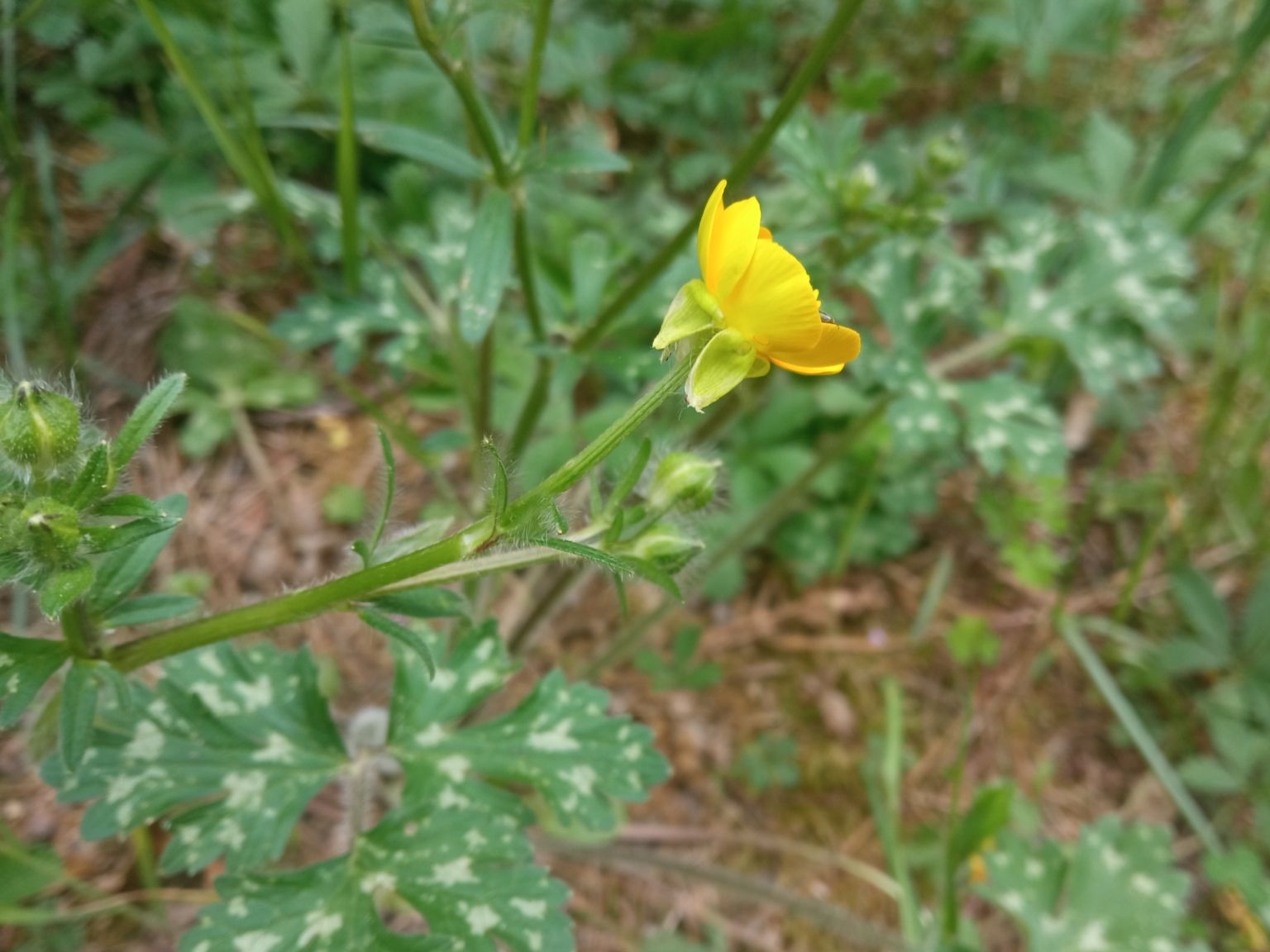 Ranunculus bulbosus