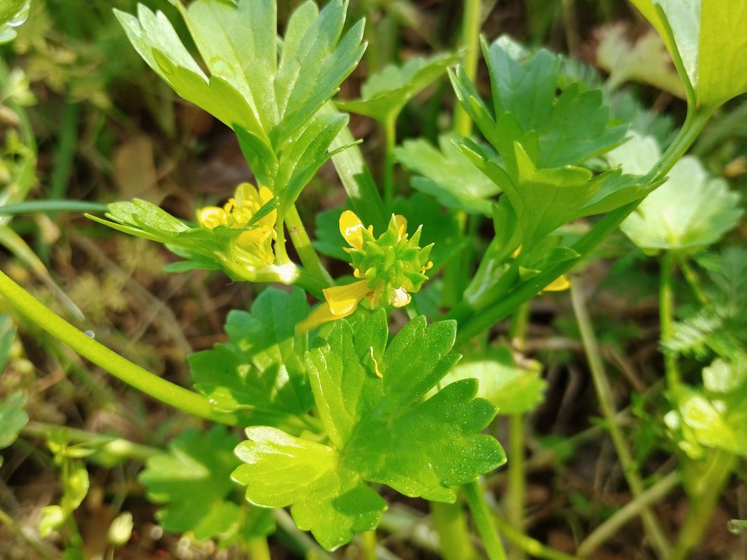 Ranunculus muricatus