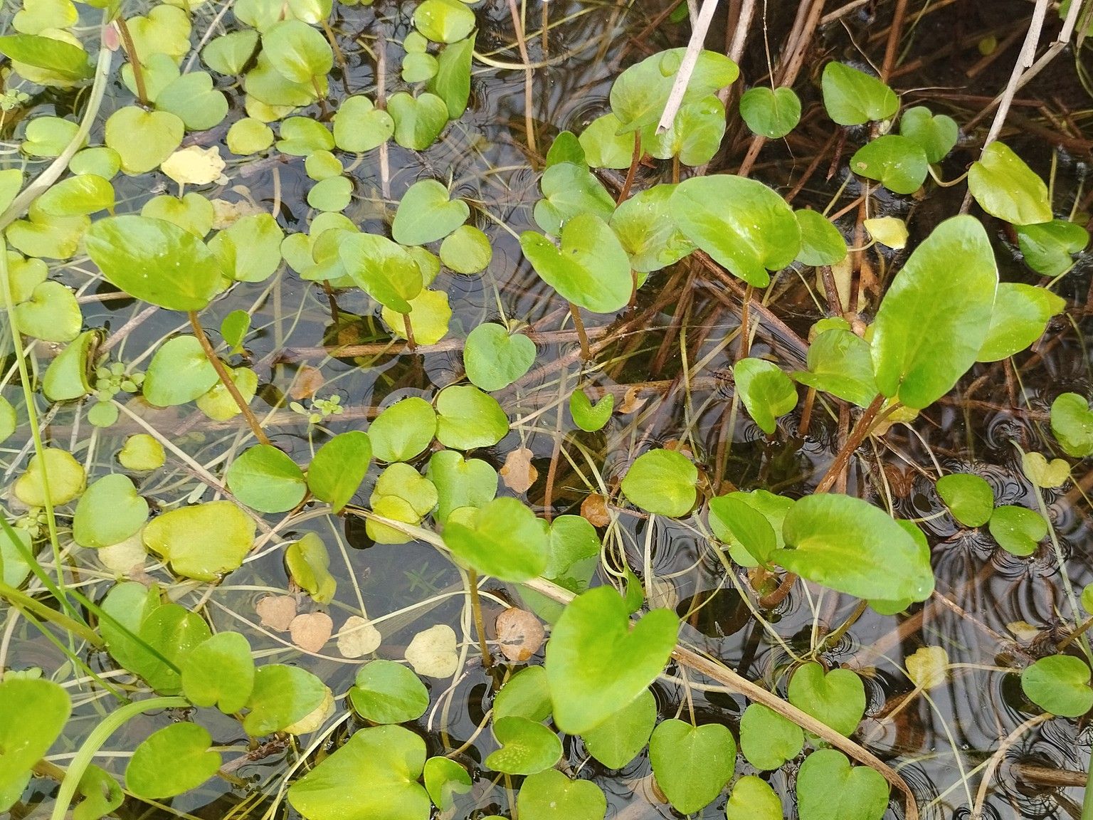 Ranunculus ophioglossifolius
