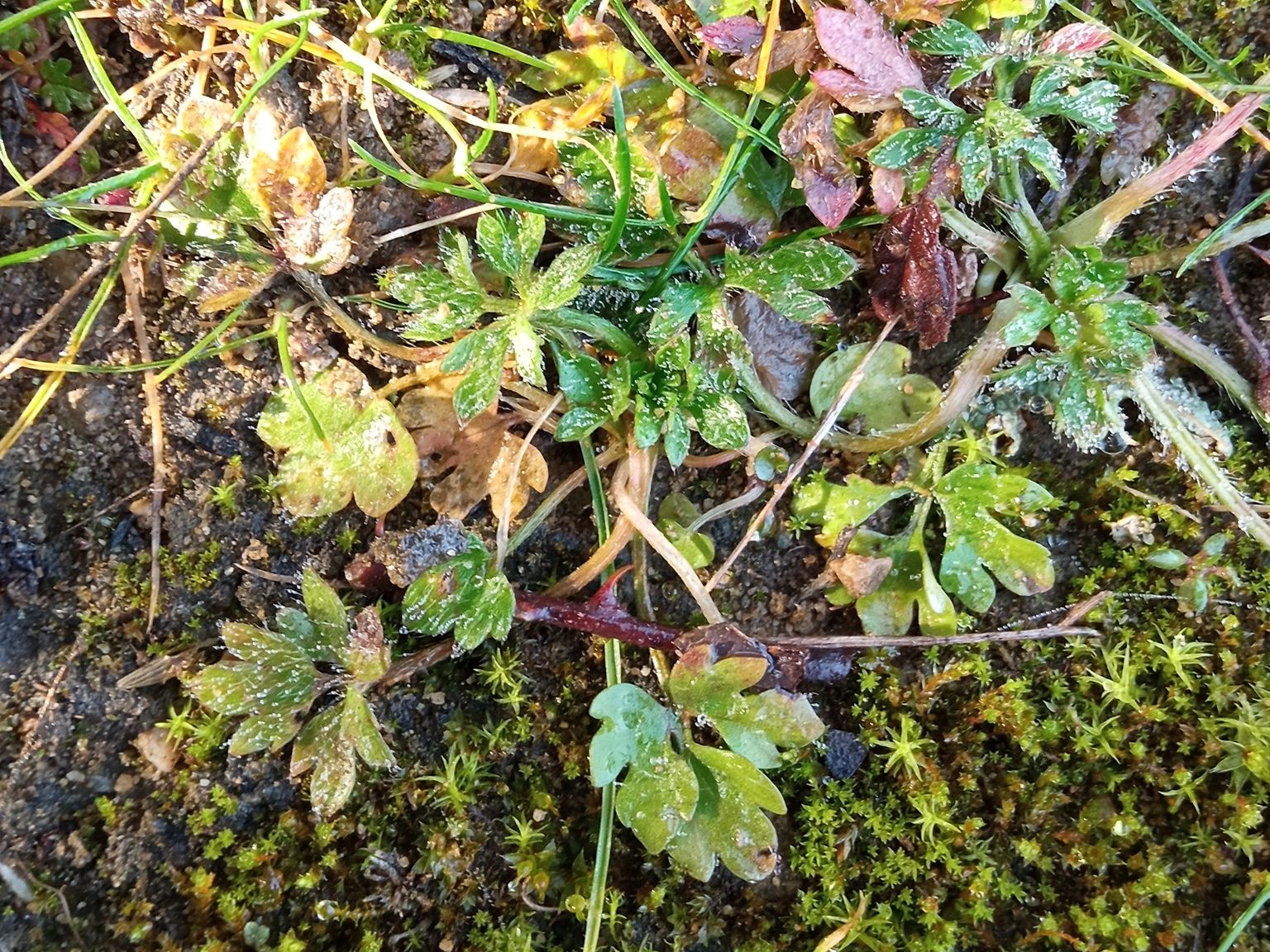 Ranunculus paludosus paludosus