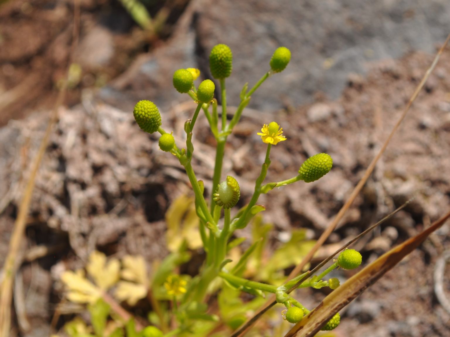 Ranunculus sceleratus
