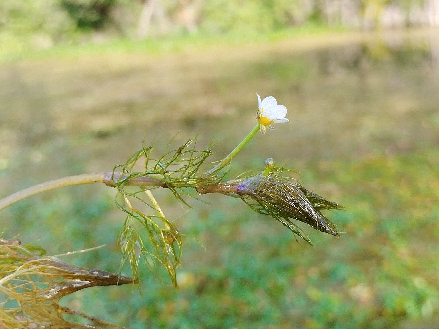 Ranunculus trichophyllus