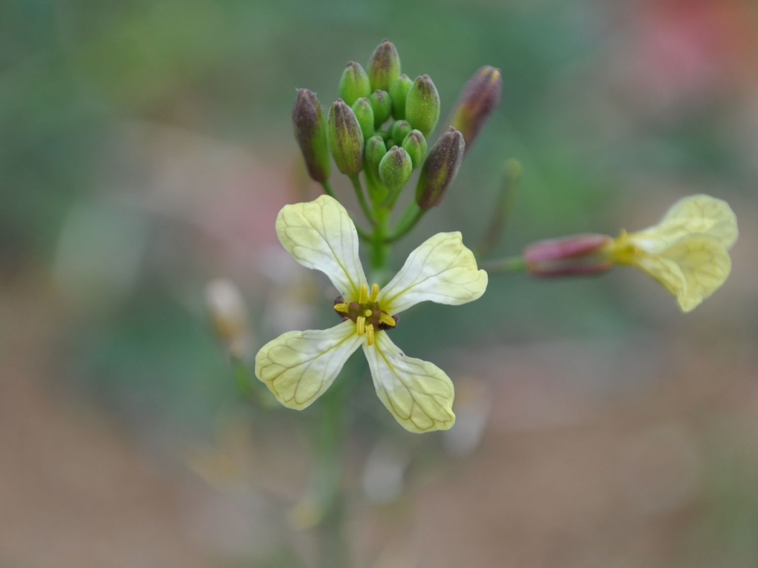 Raphanus raphanistrum raphanistrum