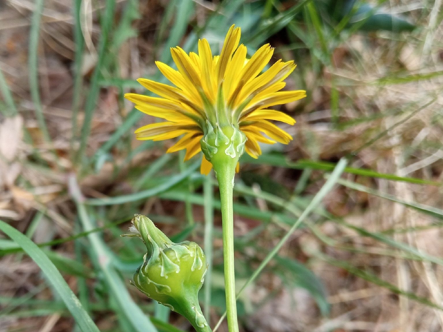 Reichardia picroides