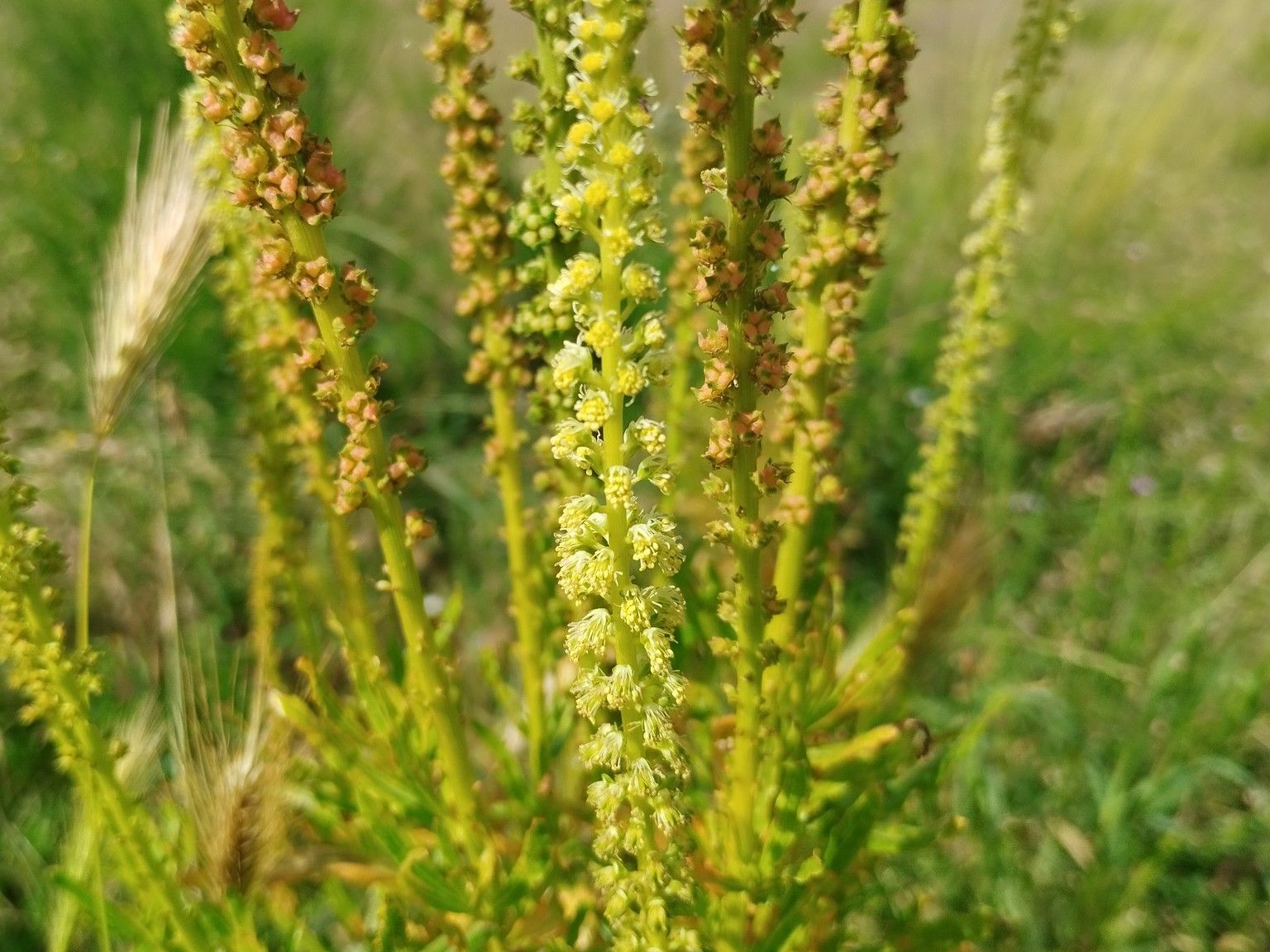 Reseda luteola luteola