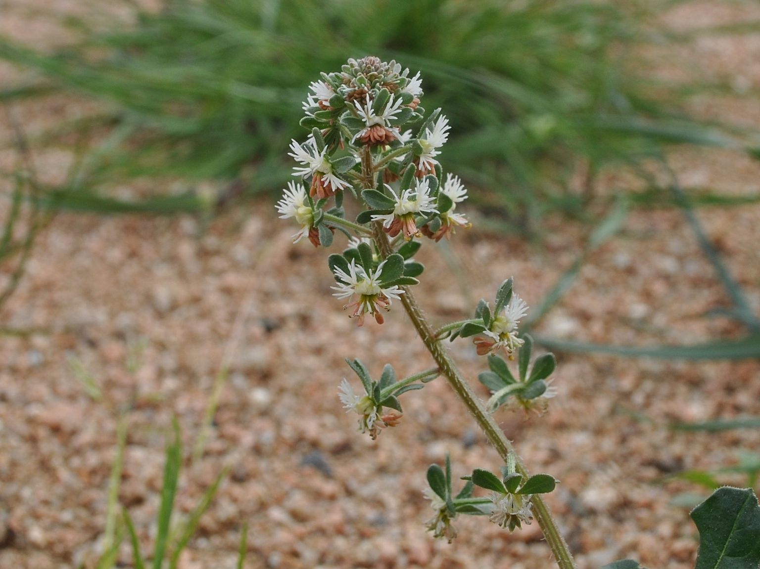 Reseda phyteuma phyteuma