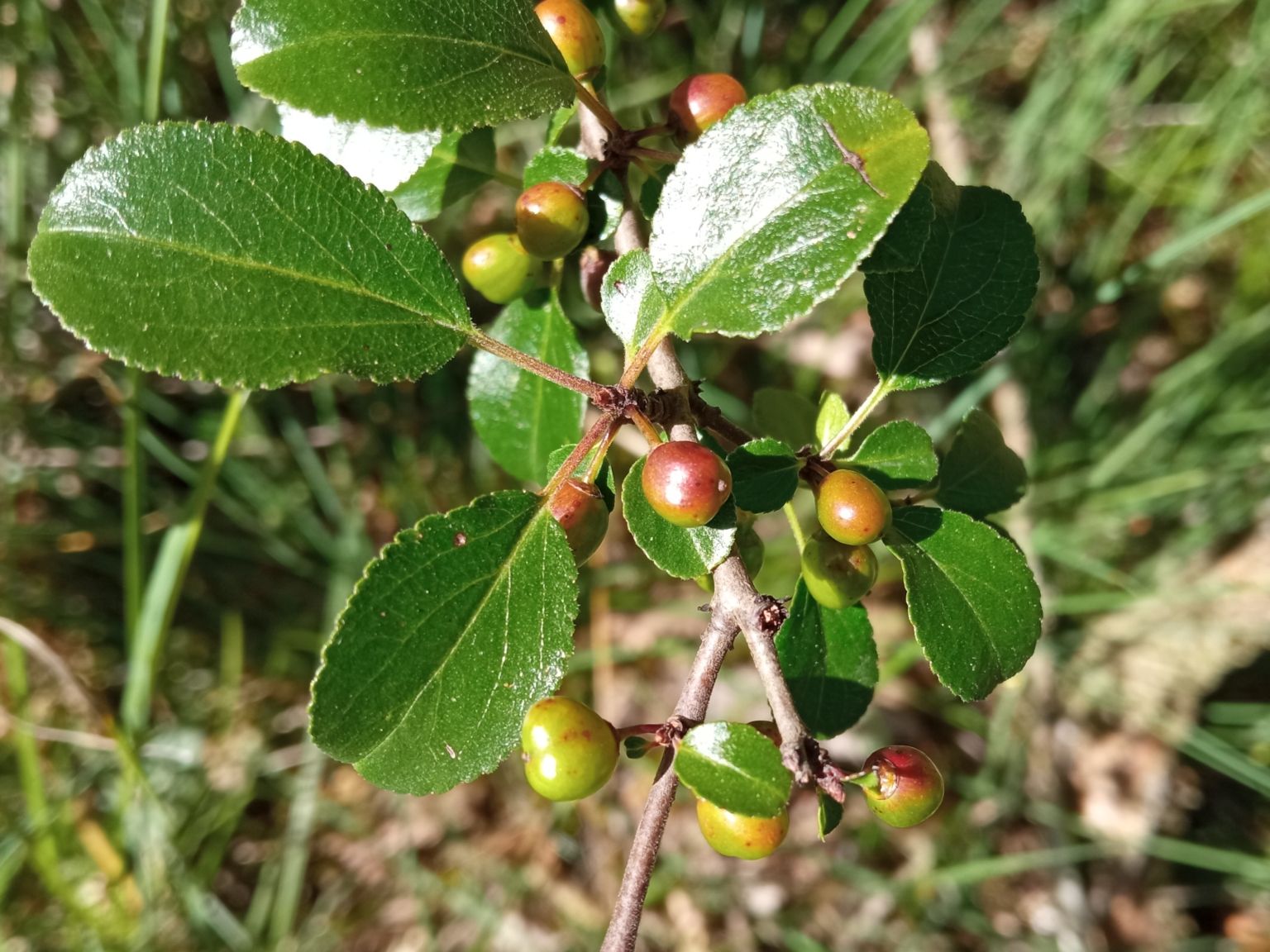Rhamnus saxatilis