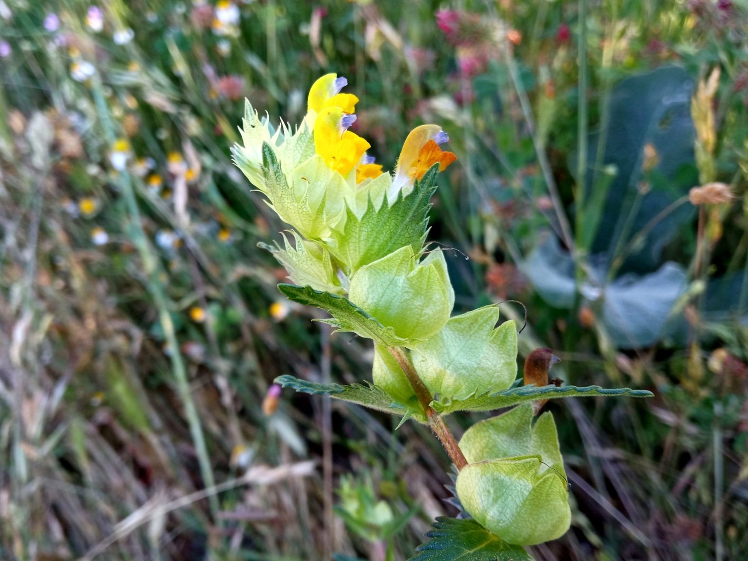 Rhinanthus pumilus pumilus