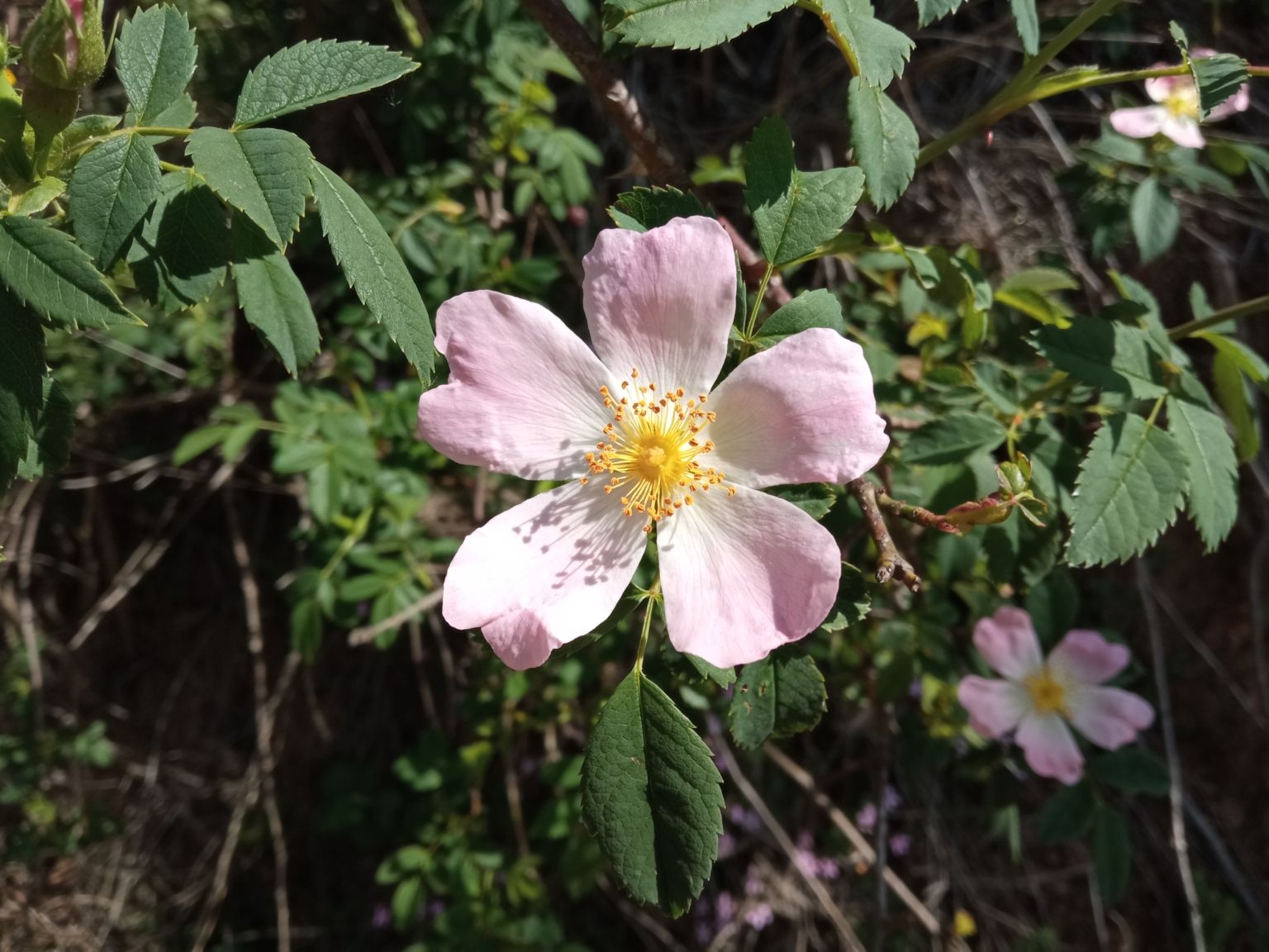 Rosa canina