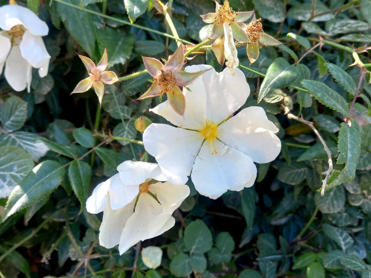 Rosa sempervirens