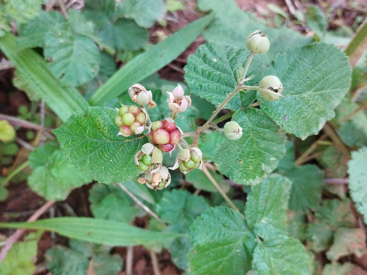 Rubus caesius