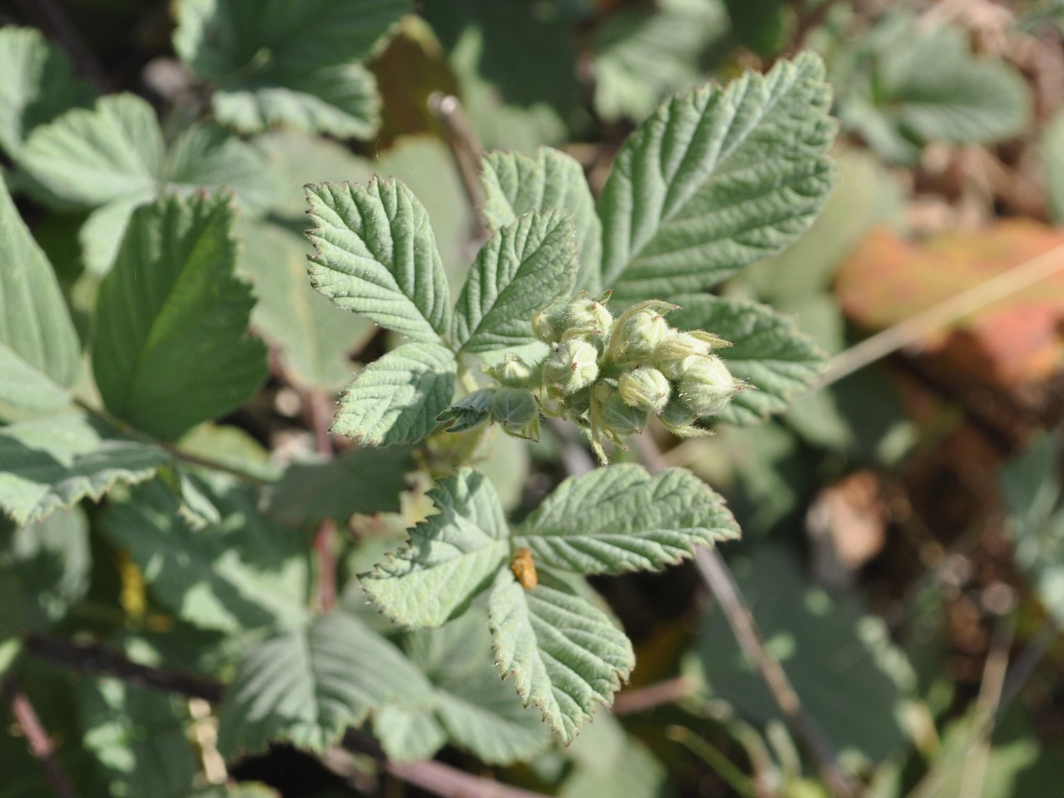 Rubus canescens