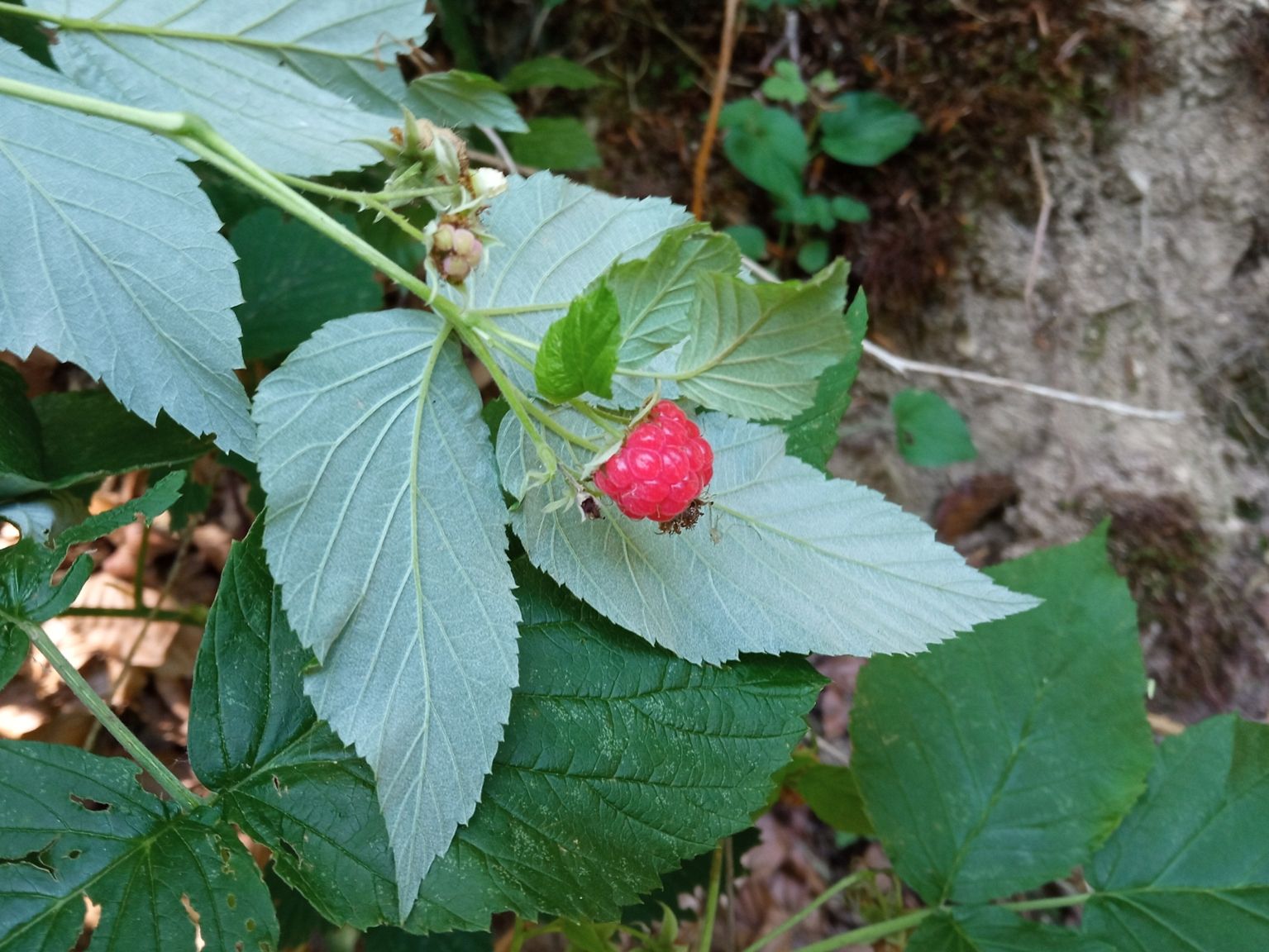 Rubus idaeus