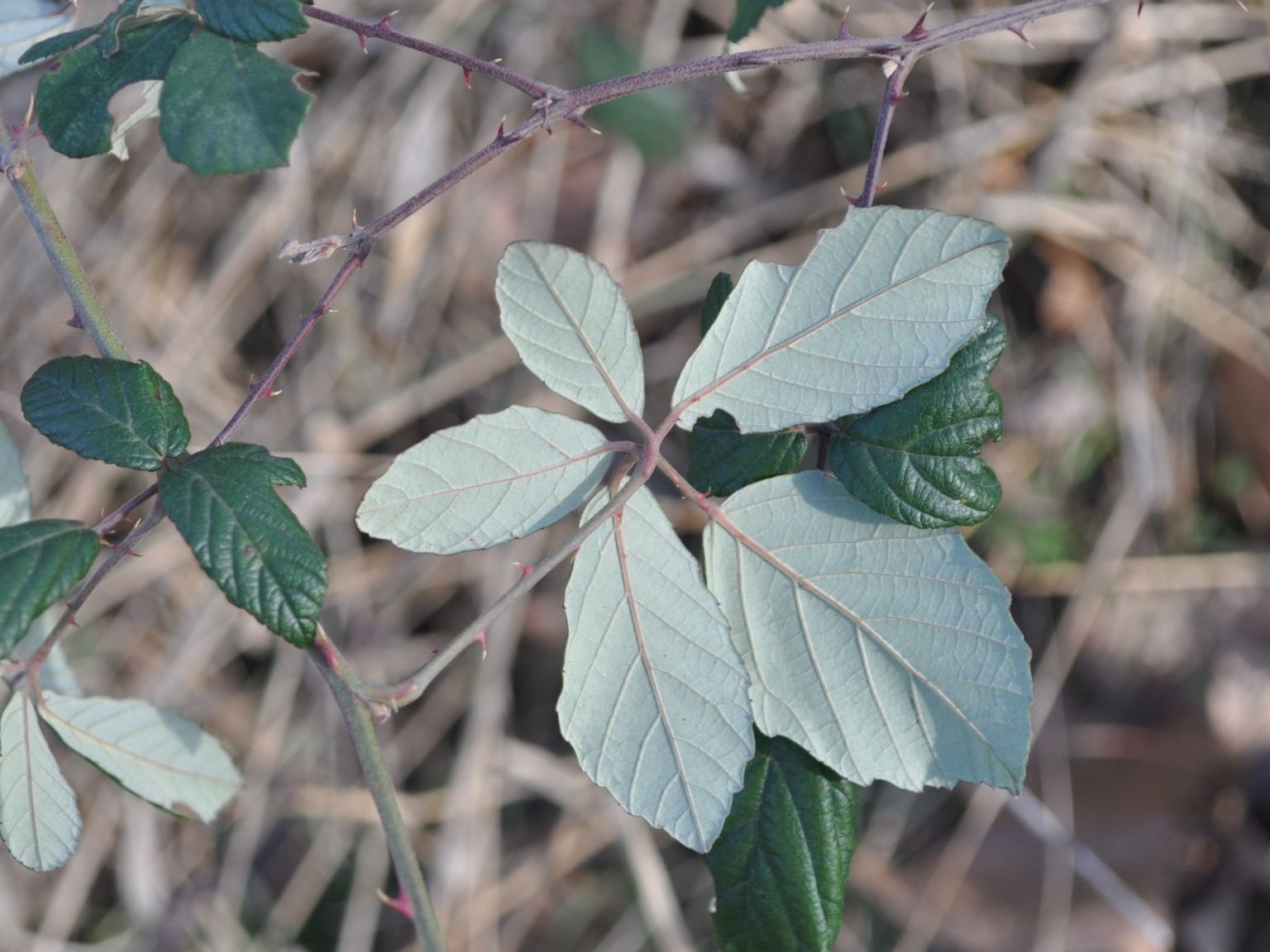 Rubus ulmifolius