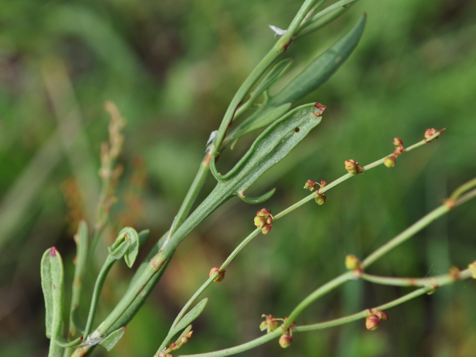 Rumex acetosella angiocarpus
