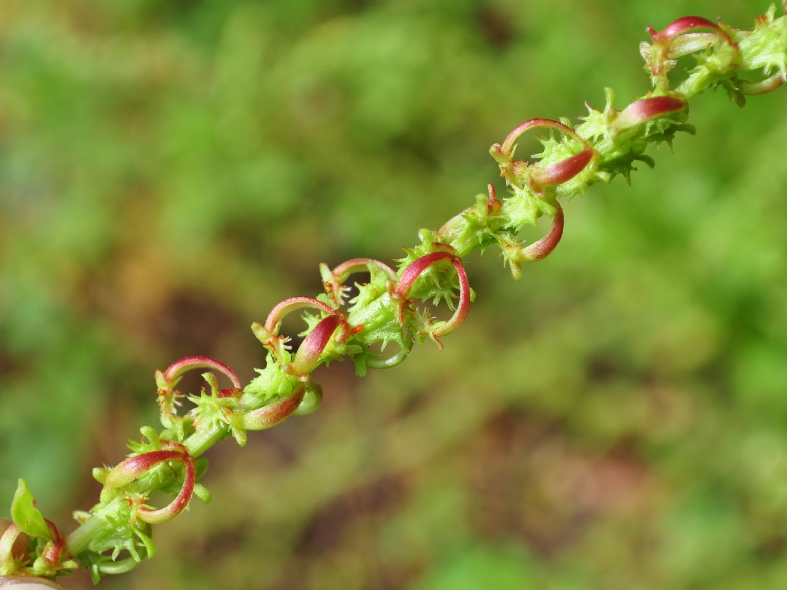 Rumex bucephalophorus bucephalophorus