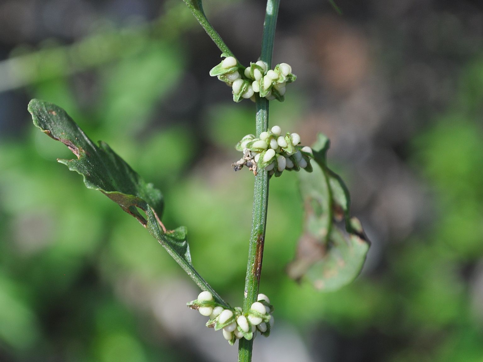 Rumex conglomeratus