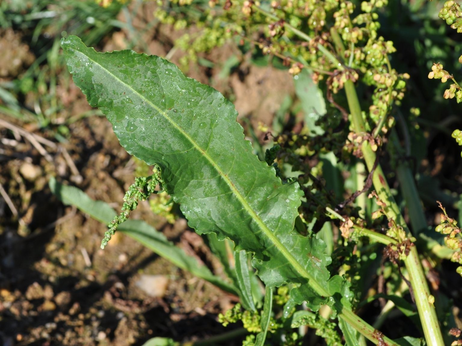 Rumex crispus