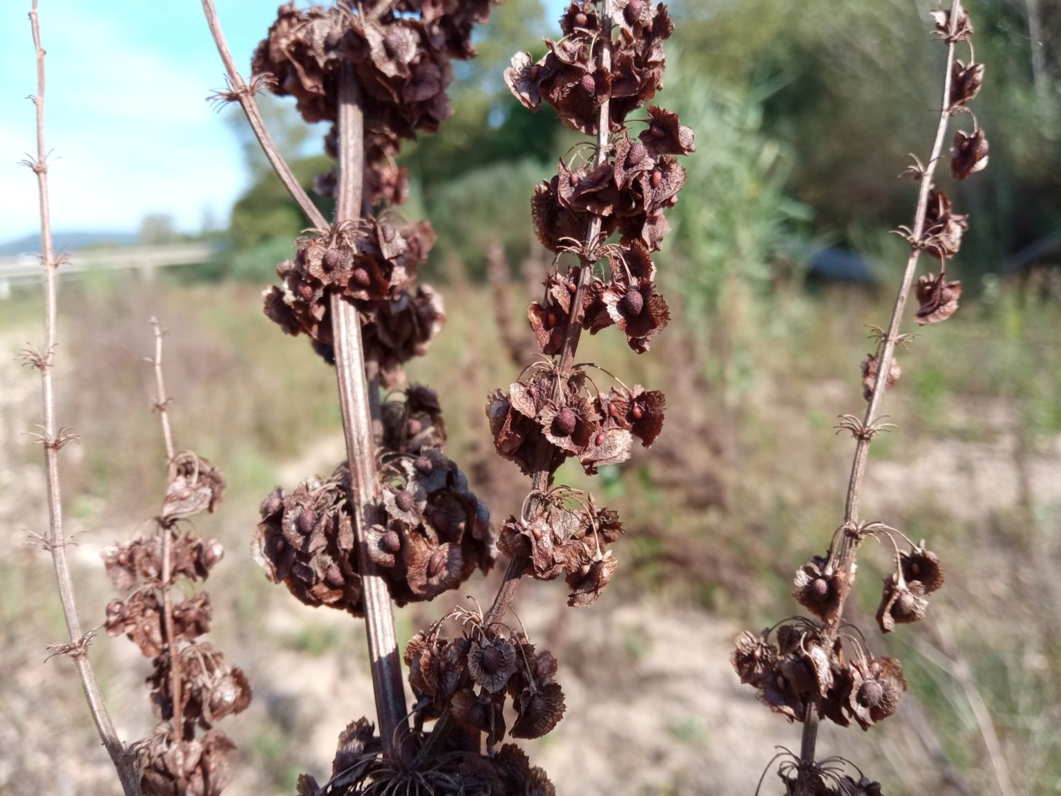 Rumex cristatus