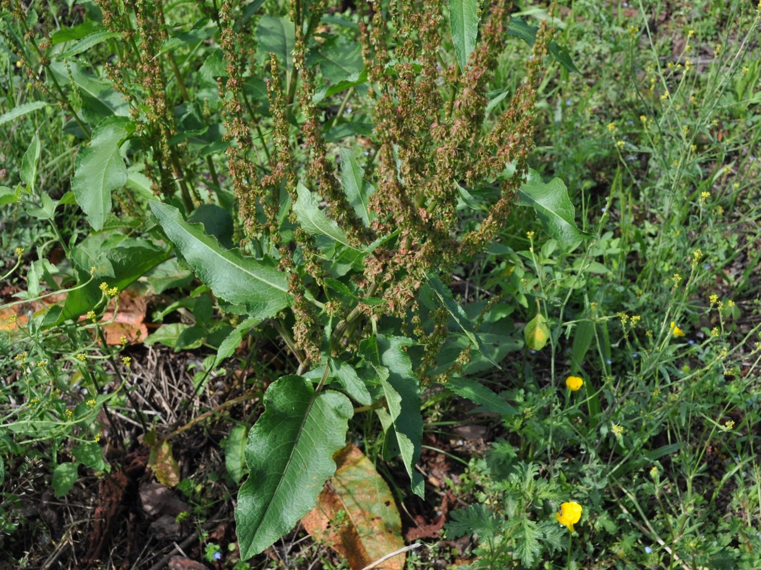 Rumex obtusifolius