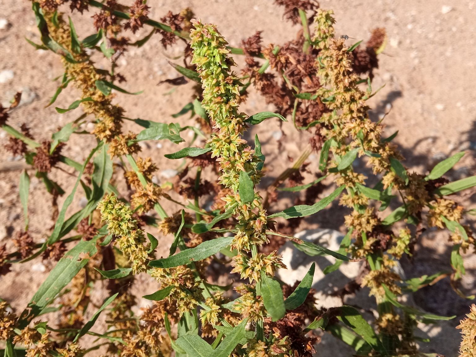 Rumex palustris