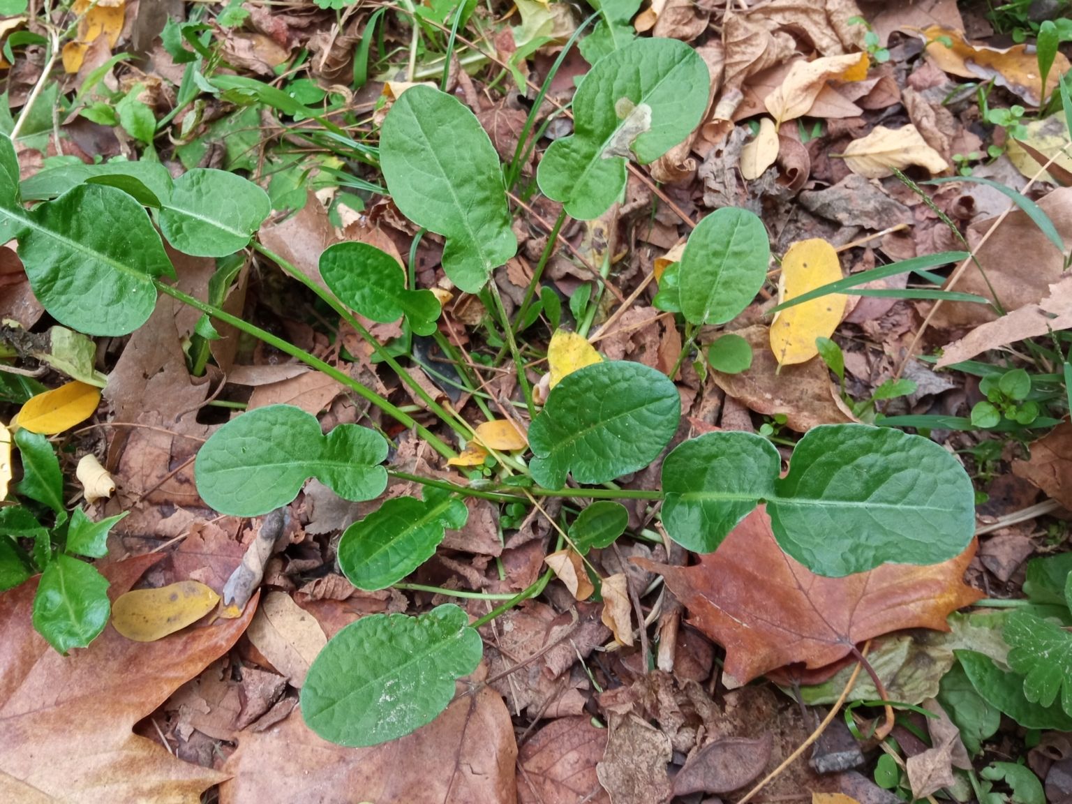 Rumex pulcher pulcher