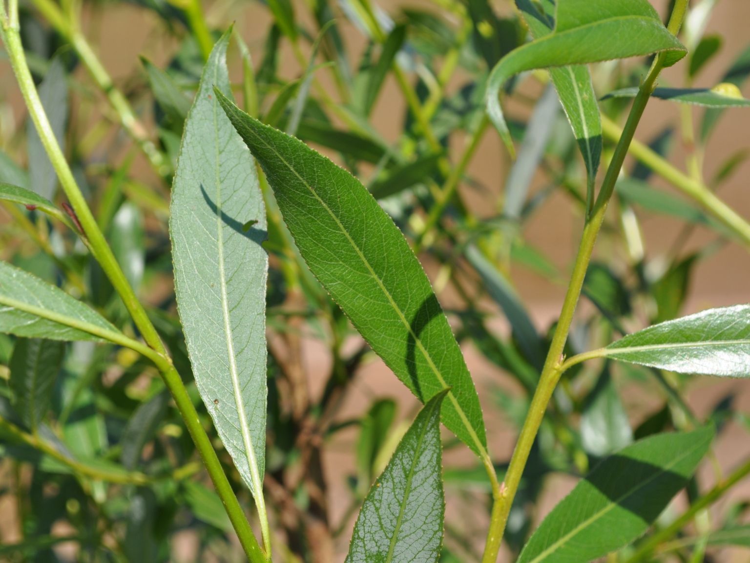 Salix alba