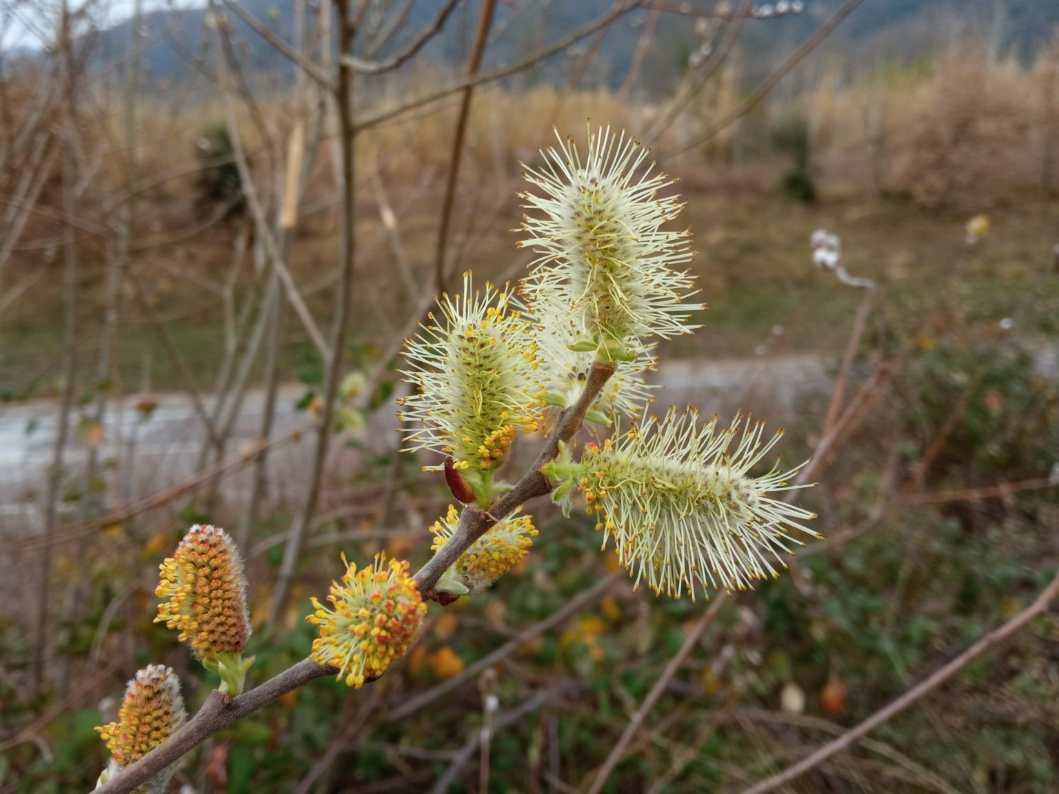 Salix atrocinerea