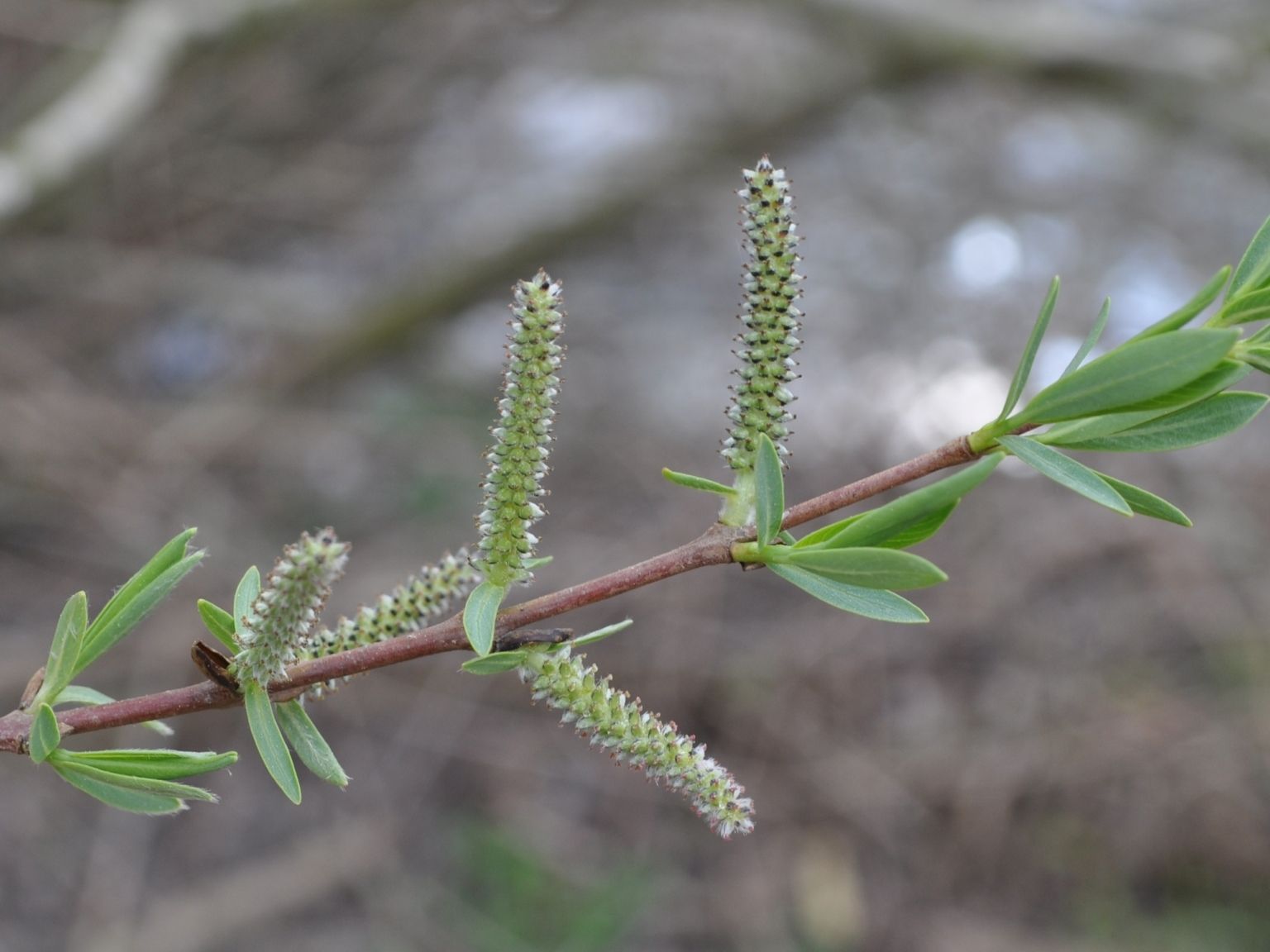 Salix purpurea