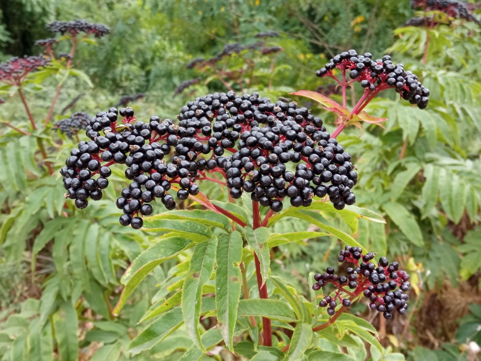 Sambucus ebulus