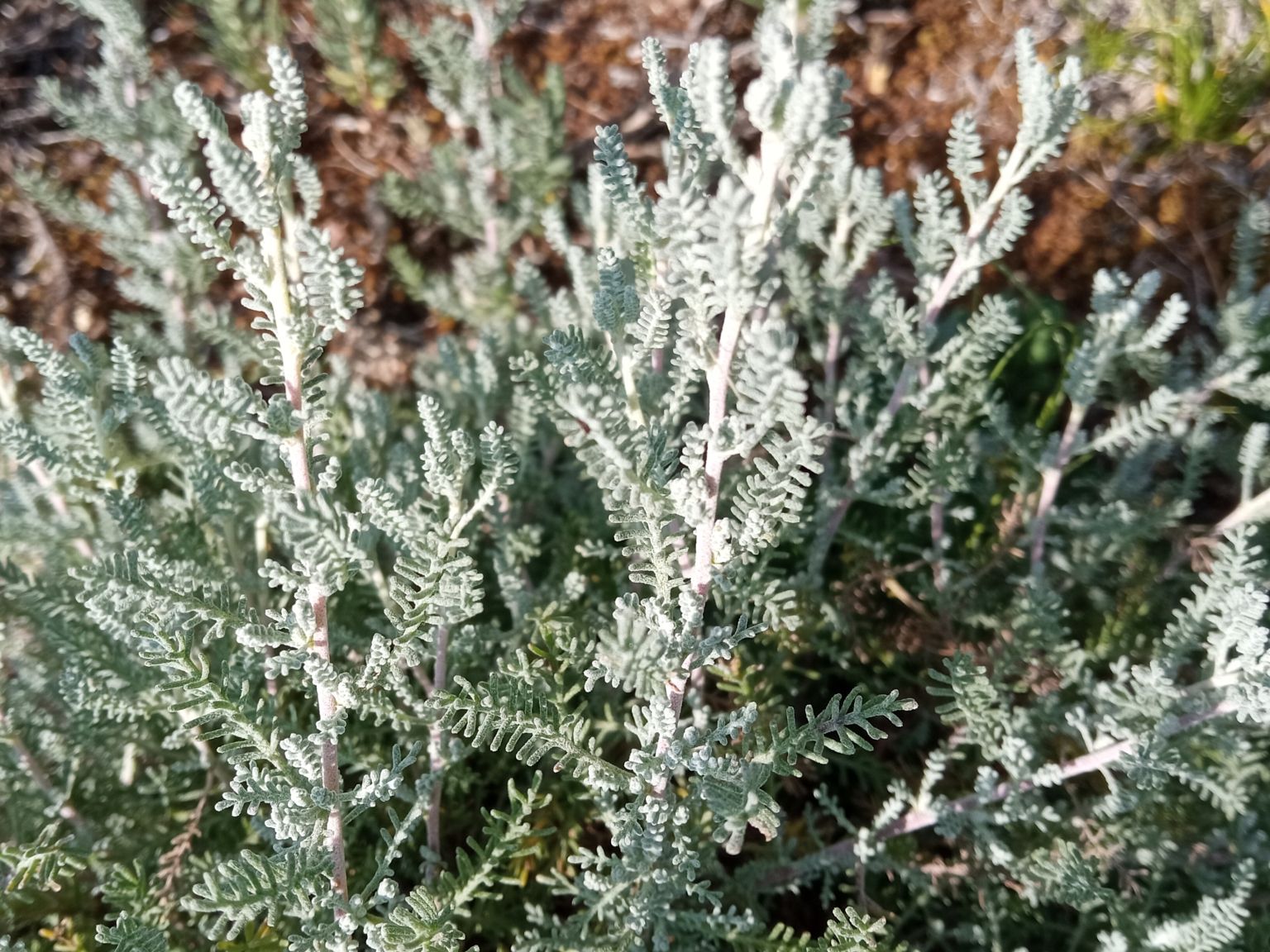 Santolina benthamiana