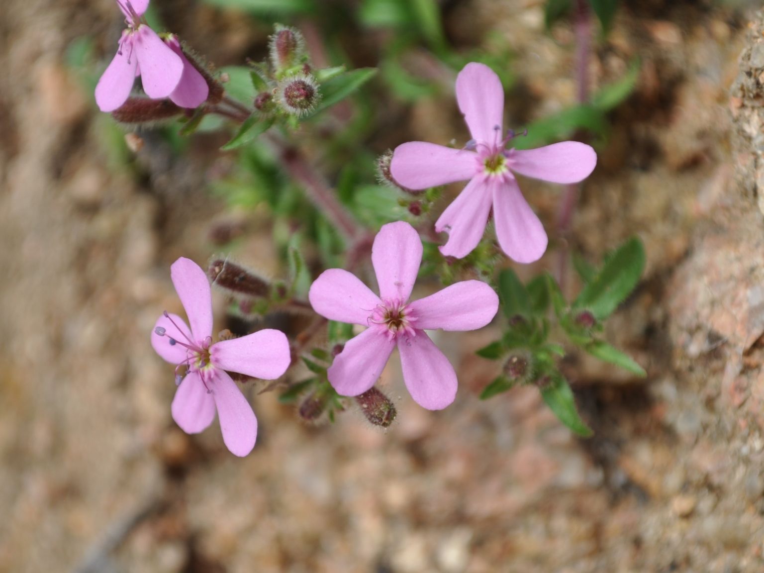 Saponaria ocymoides