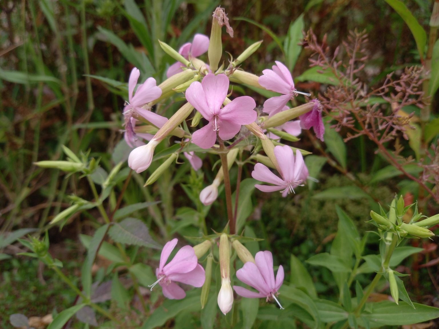 Saponaria officinalis