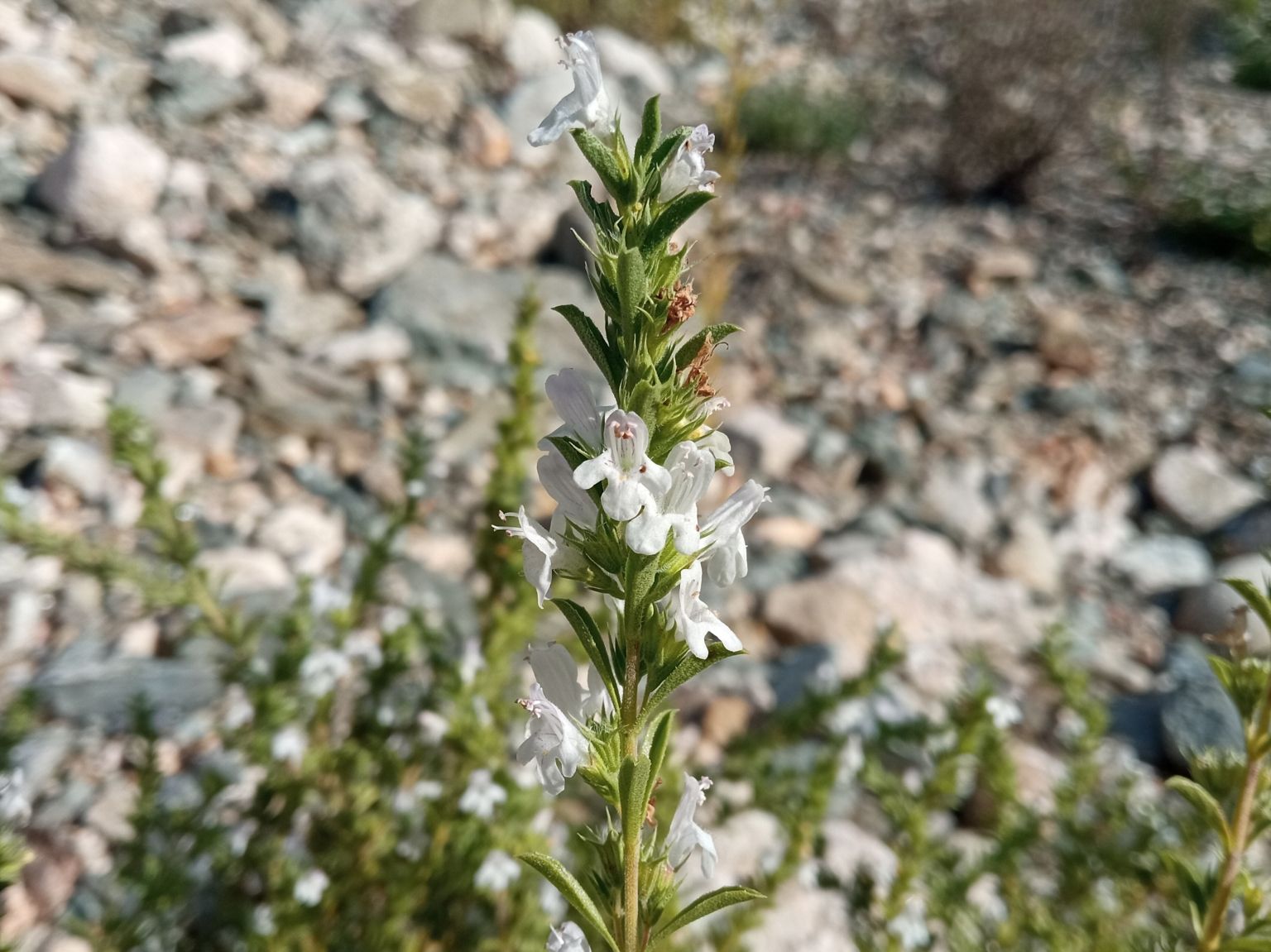 Satureja montana montana