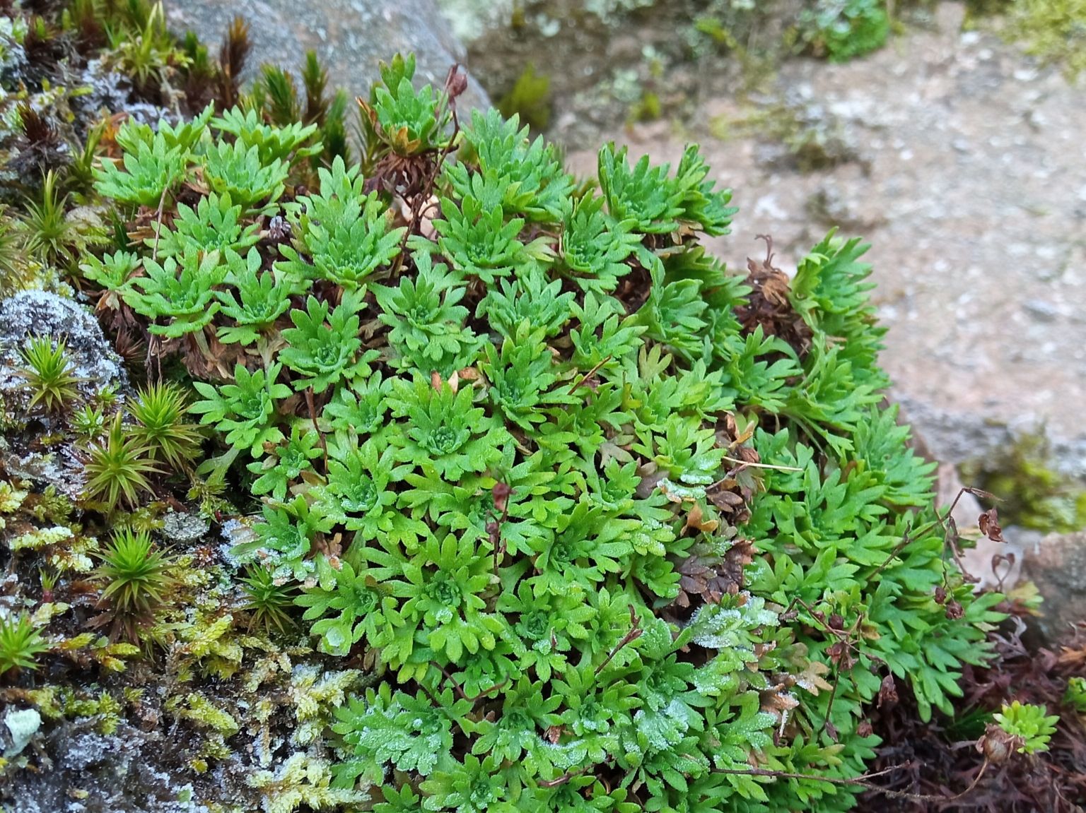 Saxifraga vayredana