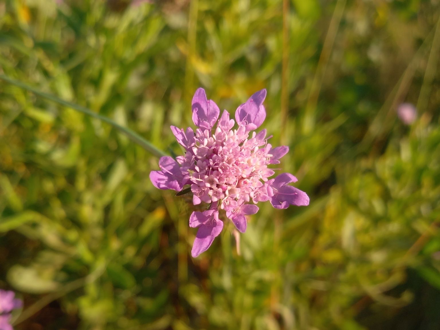 Scabiosa atropurpurea