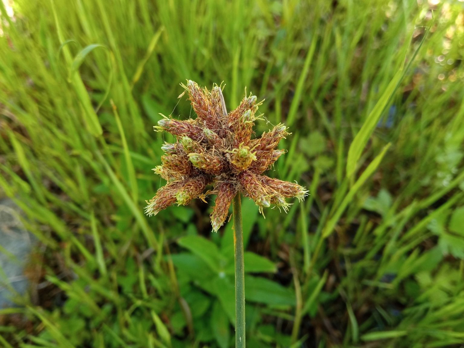 Schoenoplectus tabernaemontani
