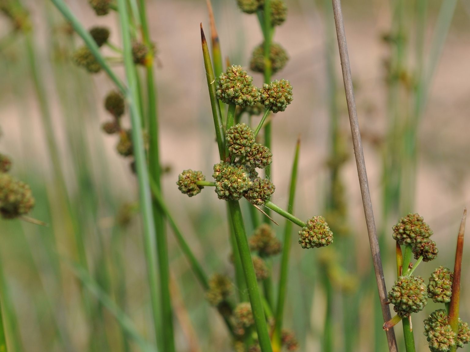 Scirpoides holoschoenus