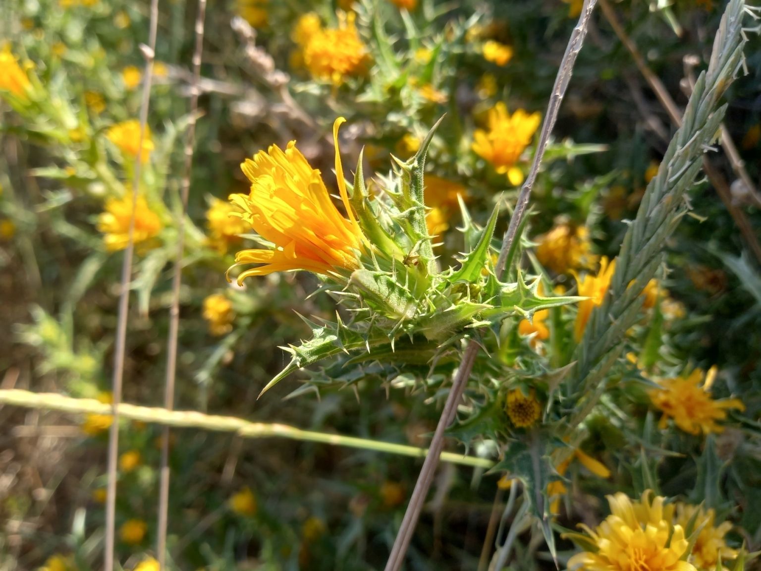 Scolymus hispanicus