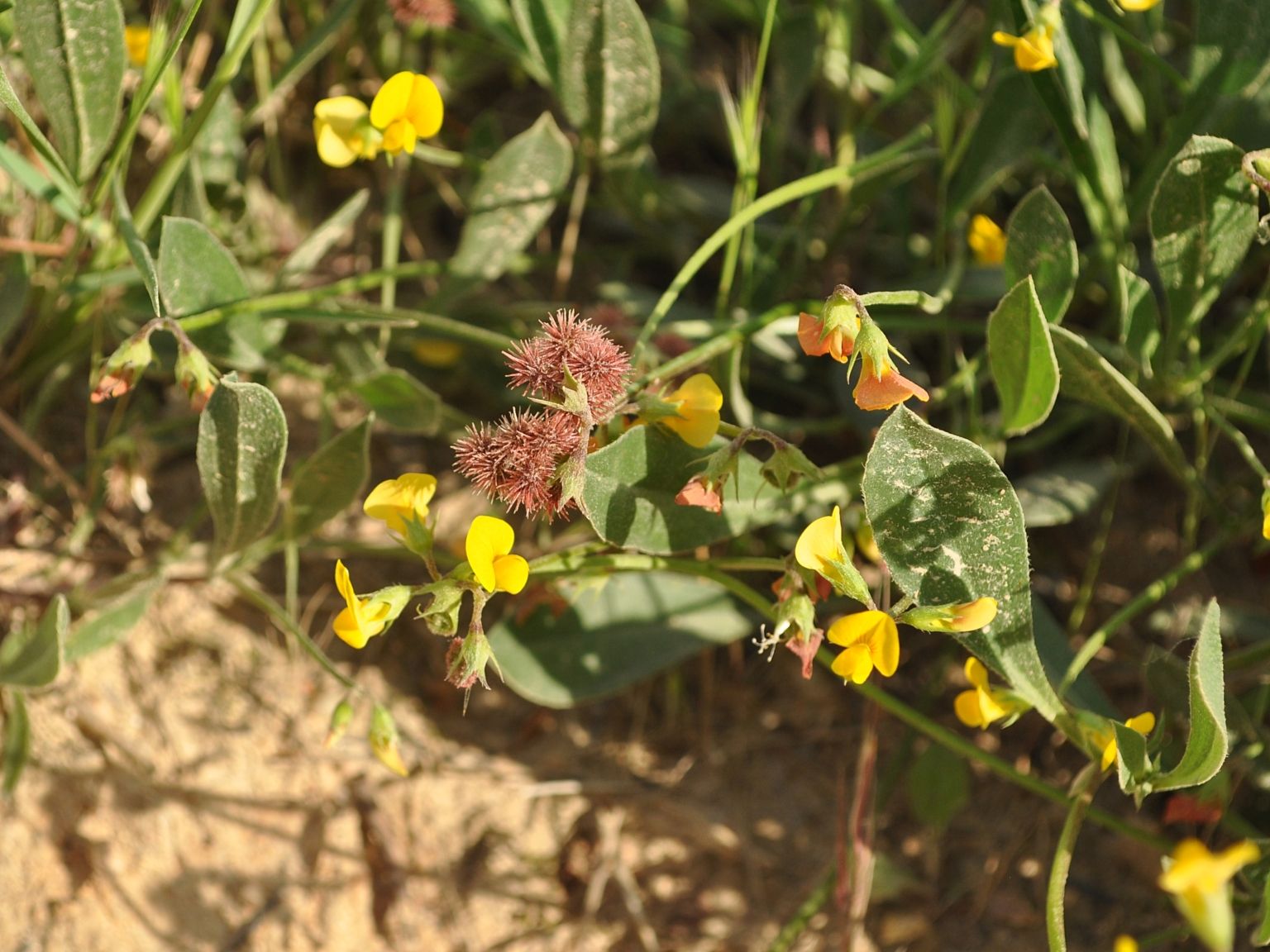 Scorpiurus subvillosus