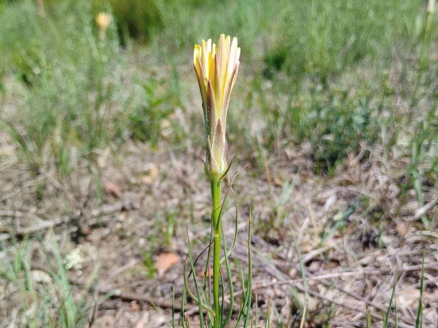 Scorzonera angustifolia