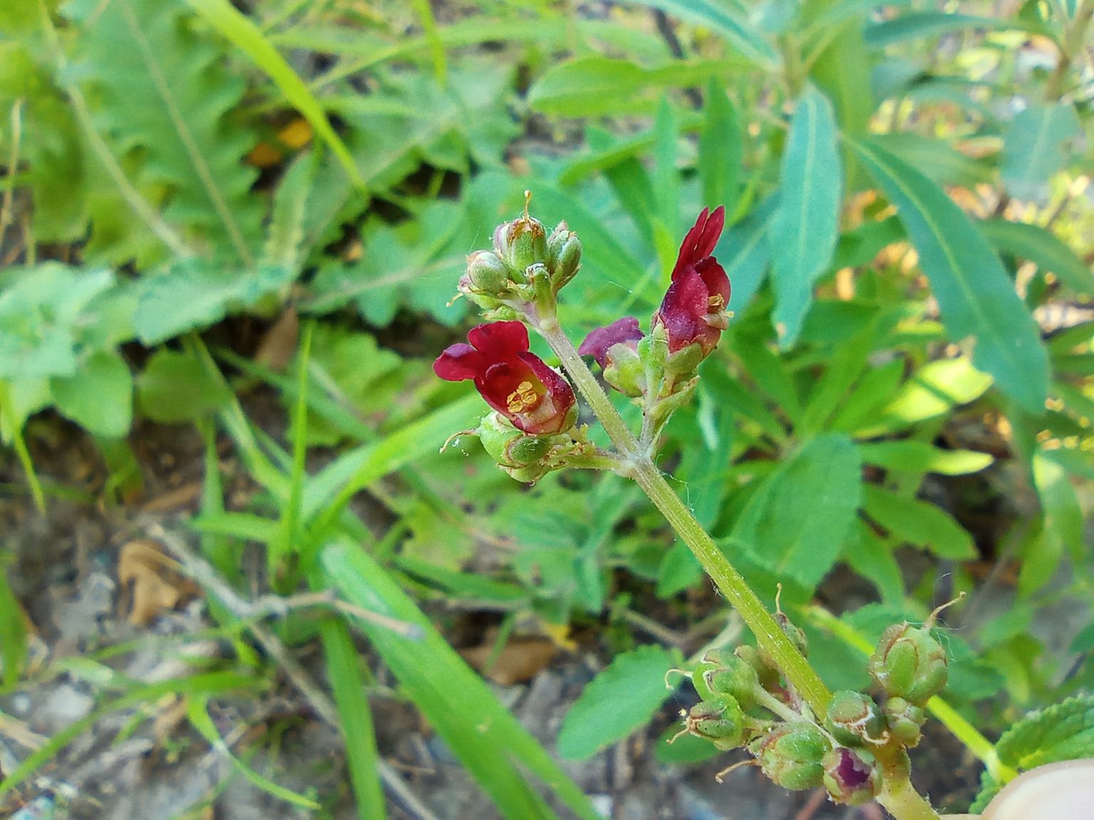 Scrophularia auriculata auriculata