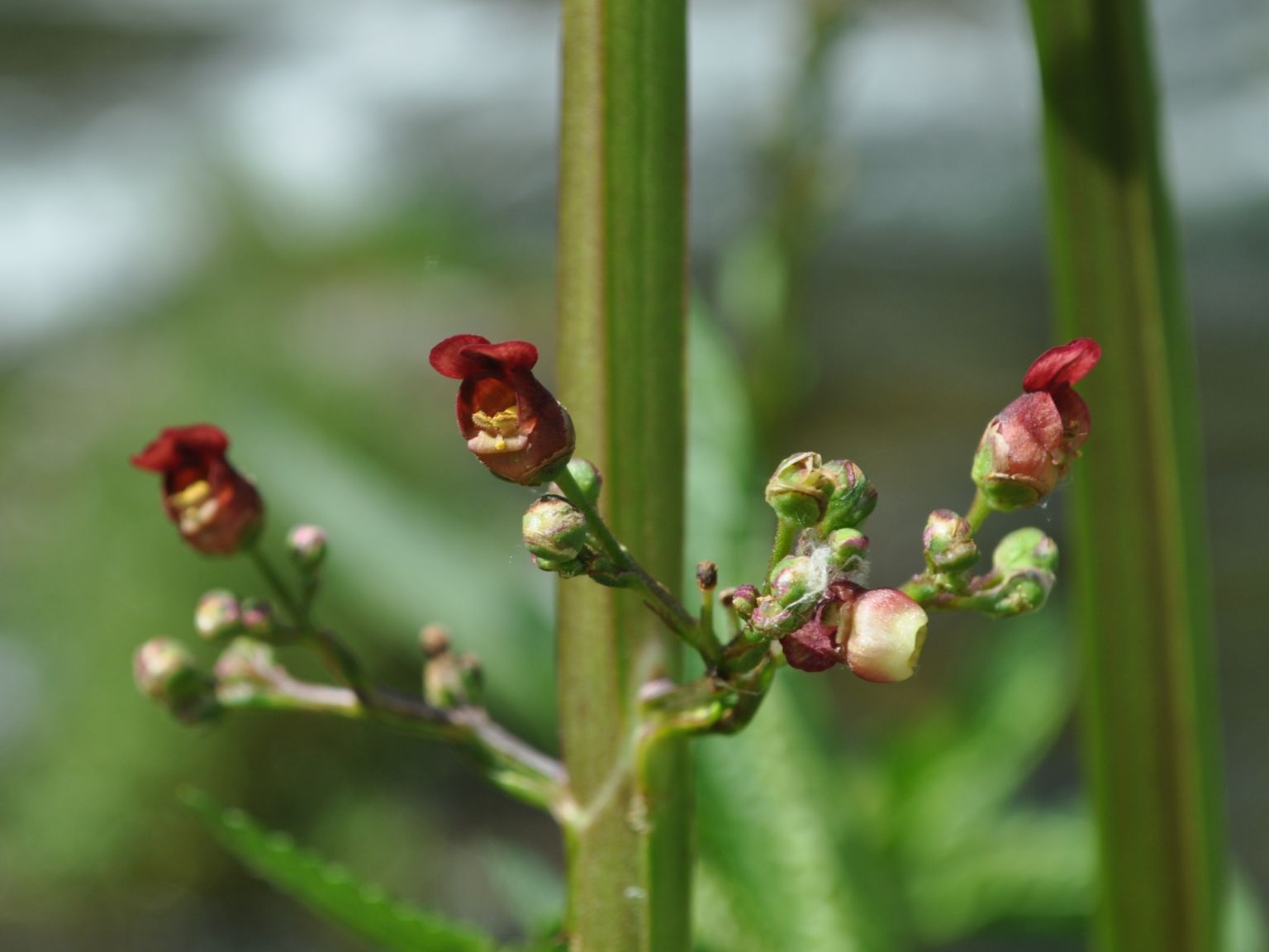 Scrophularia auriculata valentina