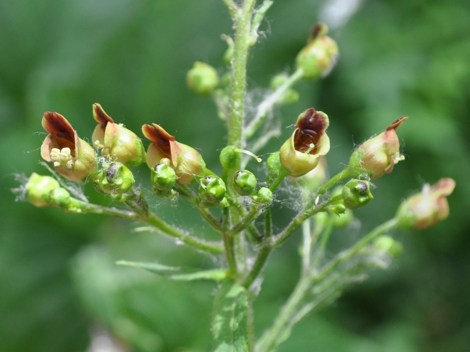 Scrophularia nodosa