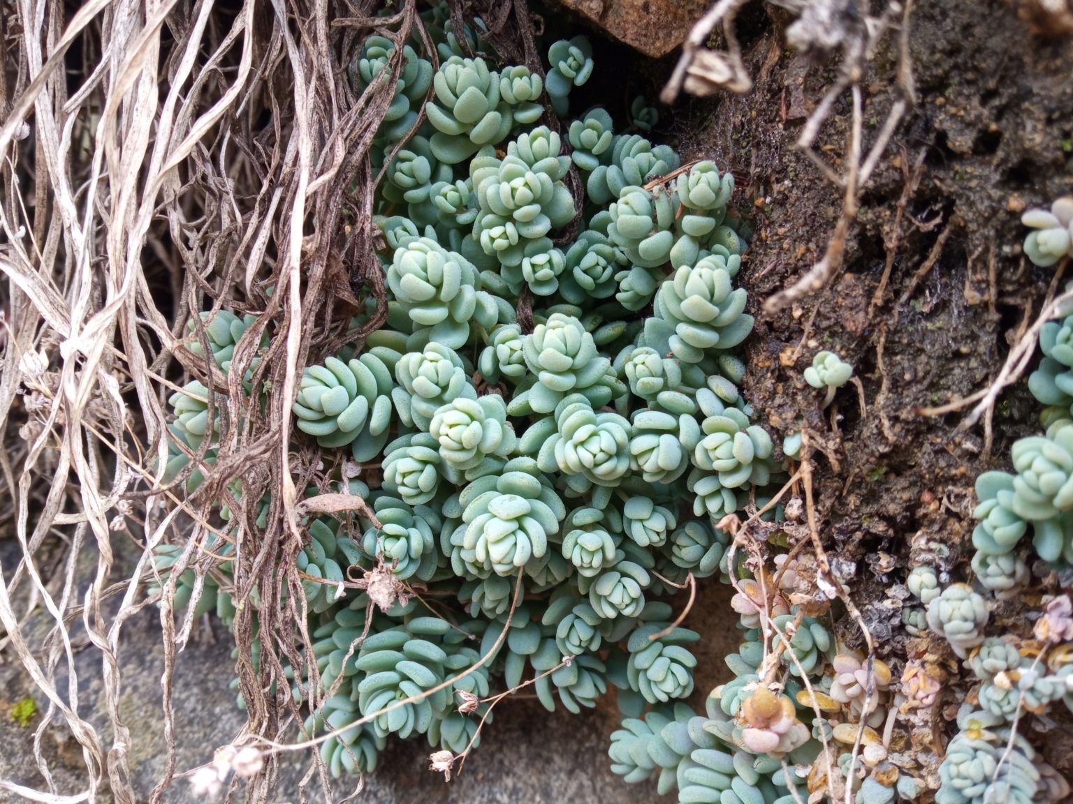 Sedum dasyphyllum