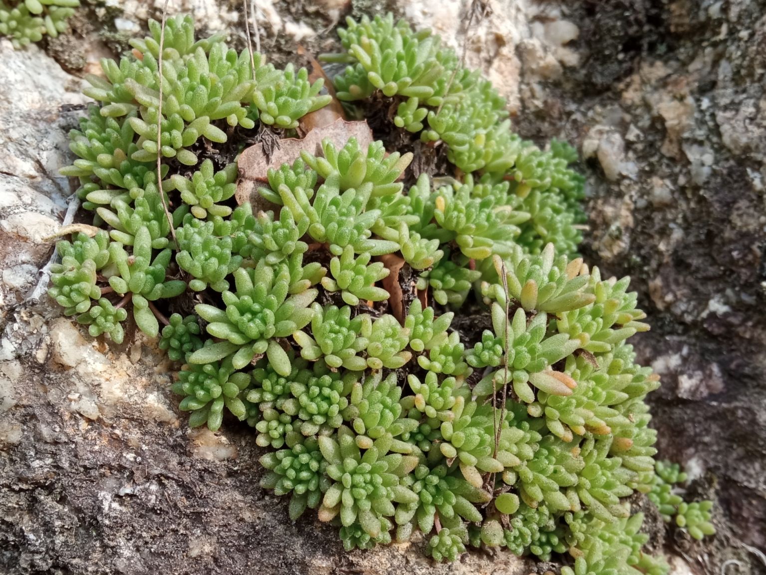 Sedum hirsutum hirsutum