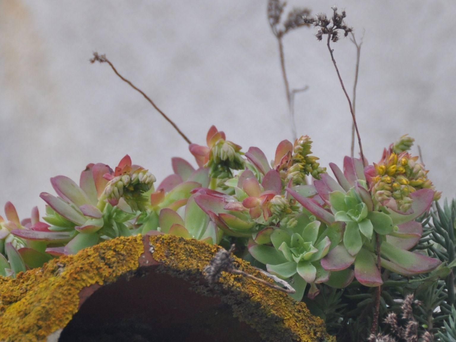 Sedum palmeri
