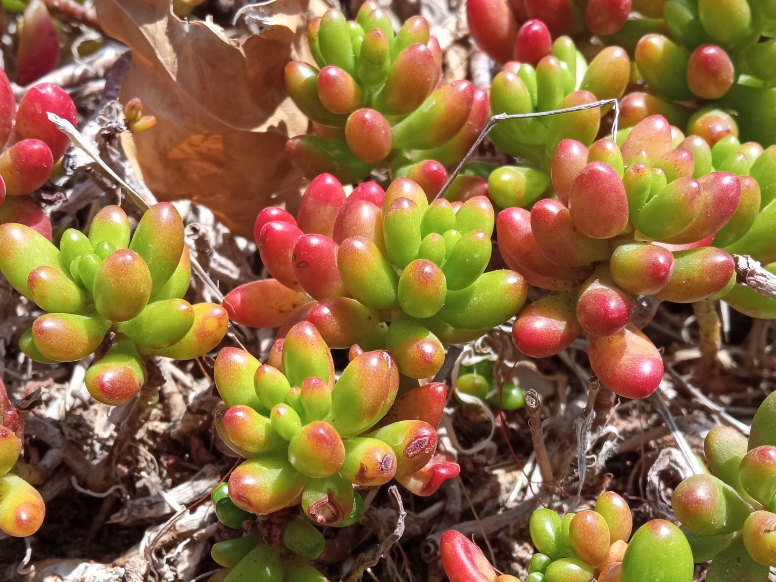 Sedum ×rubrotinctum
